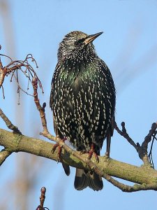 Starling