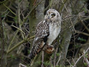 Short Eared Owl