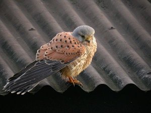 Kestrel