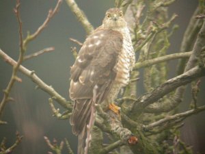 Sparrowhawk