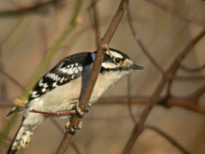 Downy Woodpecker