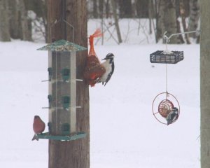 Hairy Woodpecker, Downy Woodpecker and Pine Grosbeak