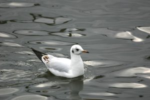 Black Headed Gull