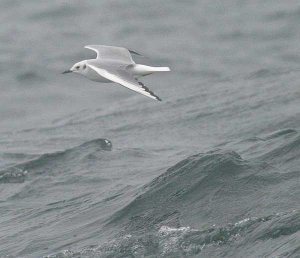 Bonaparte's Gull