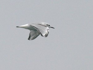 Bonaparte's Gull