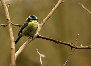 Blue_Tit_web