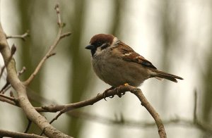 TREE SPARROW