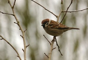 TREE SPARROW