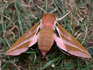 Elephant Hawk-moth