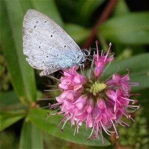 Holly Blue