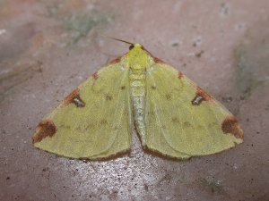 Brimstone Moth