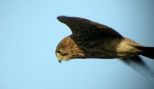 Female Kestrel