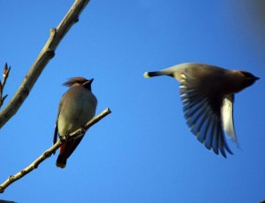 Bohemian Waxwing