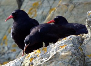 Choughs of Lizard