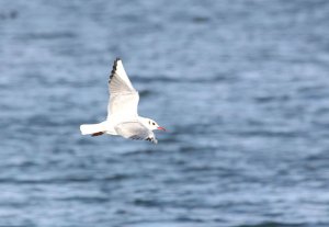 Black Headed Gull