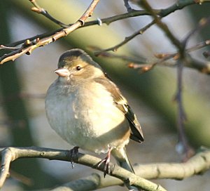 FEMALE CHAFFINCH