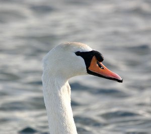 Mute Swan