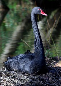 Black Swan on nest in Jan