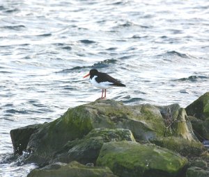 OYSTERCATCHER