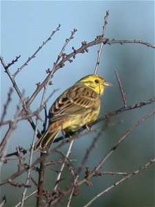 Yellowhammer