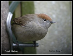 Female Blackcap