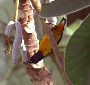 Fulvous-vented_Euphonia