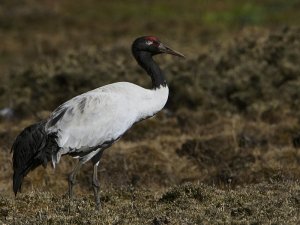 Black-necked Crane