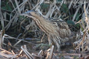 another bittern