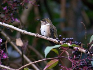 Volcano Hummingbird