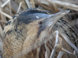 digiscoped bittern