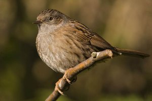 Dunnock