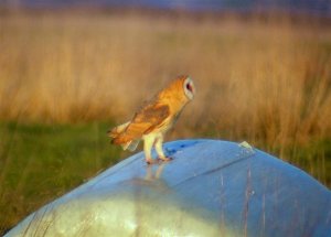 Pay day on the local patch!!