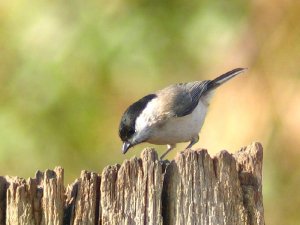 Marsh tit