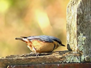 Nuthatch