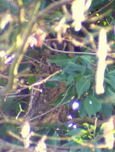 Long Eared Owl