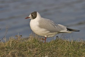 Black-headed Gull - Larus ridibundus