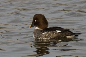 Goldeneye - Bucephala clangula