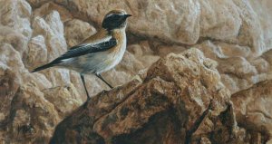 Desert-Wheatear-Acrylicweb