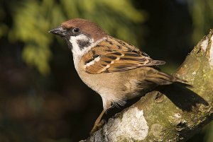 Tree Sparrow