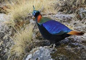 Himalayan Monal