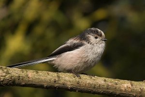 Long-tailed Tit