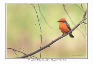 Vermillion Flycatcher