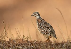 Painted Button-quail