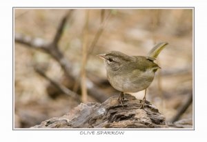 Olive Sparrow