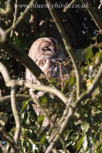 sleeping tawny