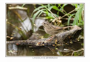 Lincoln's Sparrow