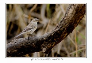 Yellow-rumped Warbler