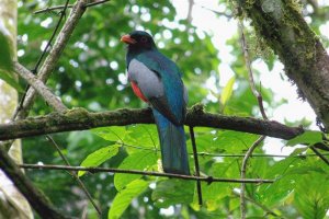 Slaty-tailed Trogon