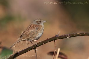 dunnock