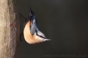 nuthatch